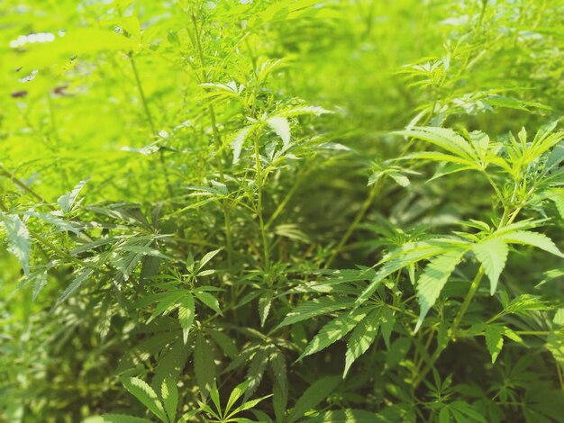 Close-up of fresh green plant in field