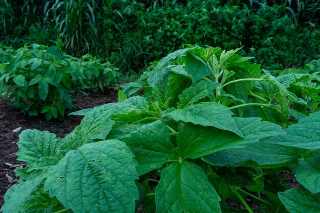 Photo close-up of fresh green plant in field