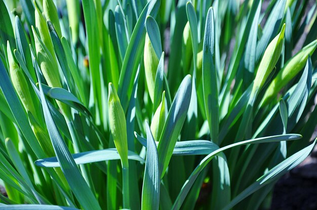 Close-up of fresh green plant in field