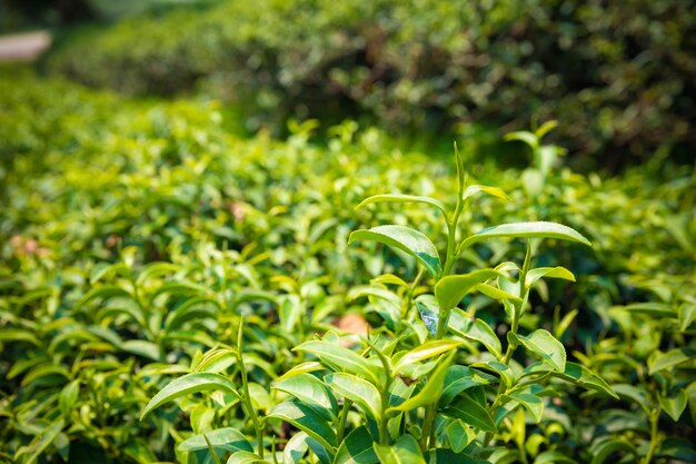 Photo close-up of fresh green plant in field