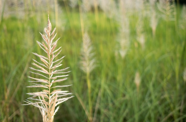 Photo close-up of fresh green plant in field