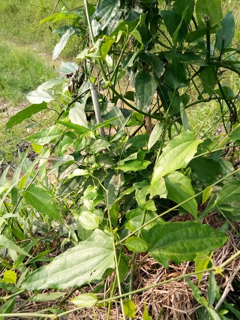 Close-up of fresh green plant in field