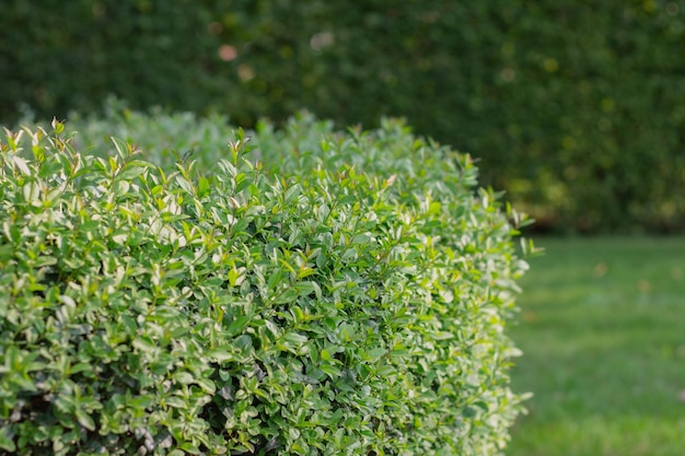 Photo close-up of fresh green plant in field