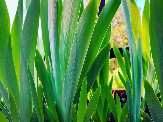 Close-up of fresh green plant in field