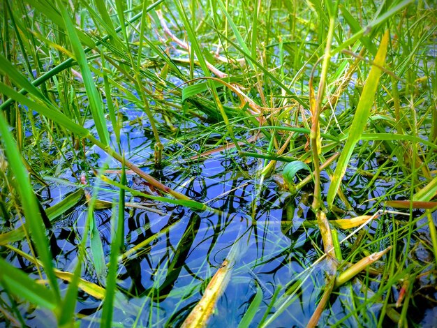 Close-up of fresh green plant on field