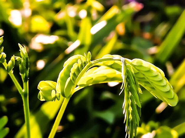 Close-up of fresh green plant in field