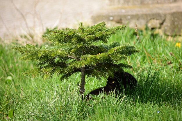 Close-up of fresh green plant on field