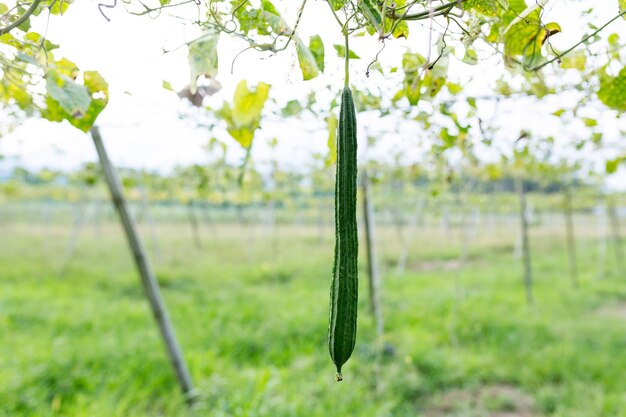 Close-up of fresh green plant in field