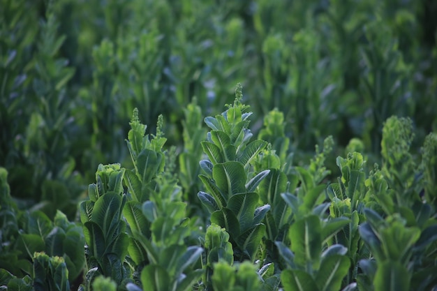 Photo close-up of fresh green plant in field