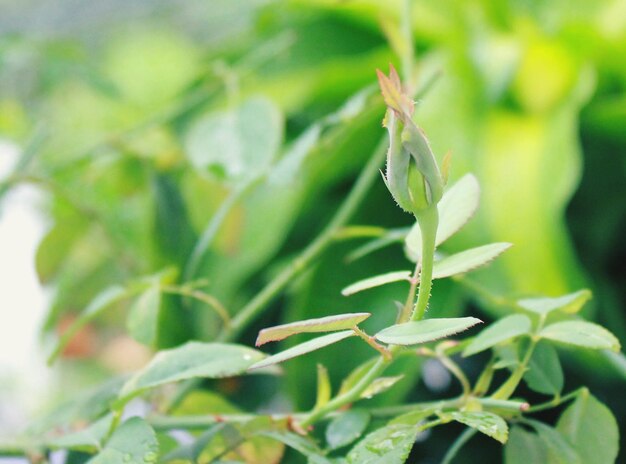 Close-up of fresh green plant in field