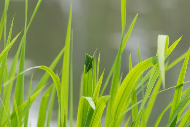 Close-up of fresh green plant in field