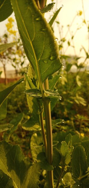 Close-up of fresh green plant on field