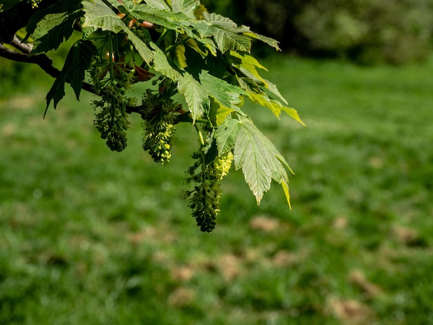 Photo close-up of fresh green plant in field