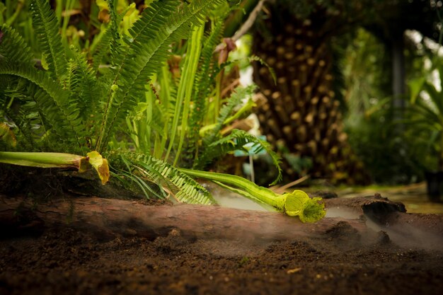 Close-up of fresh green plant on field