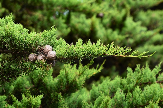 Photo close-up of fresh green plant in forest