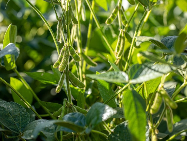 Close-up of fresh green plant growing on field