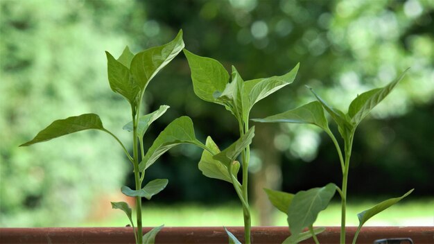 Photo close-up of fresh green plant growing outdoors