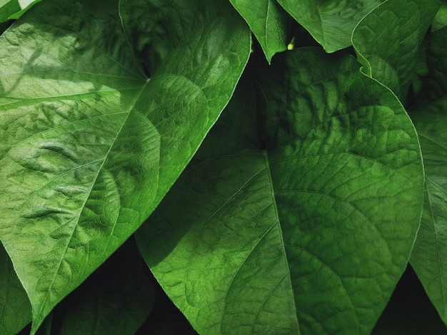 Close-up Fresh Green Plant Leaf Texture at Garden