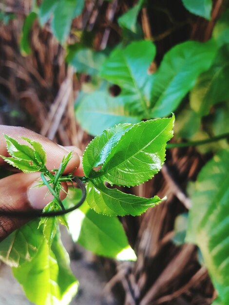 Foto close-up di foglie verdi fresche di piante