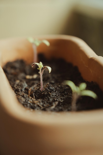 Photo close-up of fresh green plant in mud