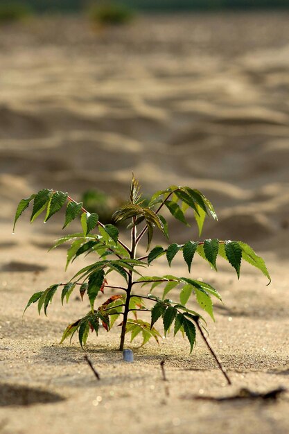 Close-up of fresh green plant on sand in desert