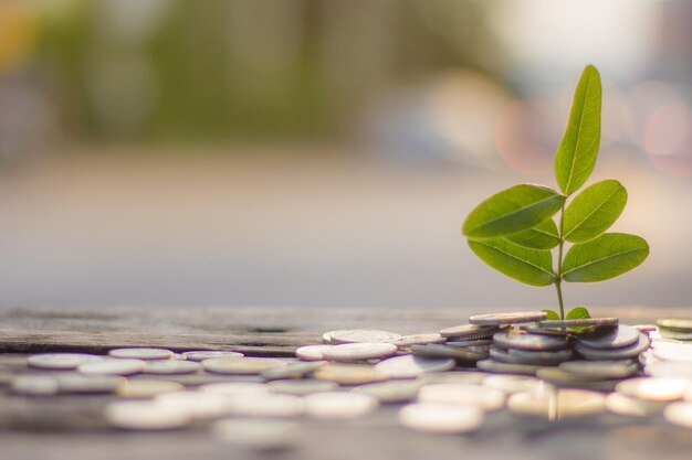 Photo close-up of fresh green plant with pebbles