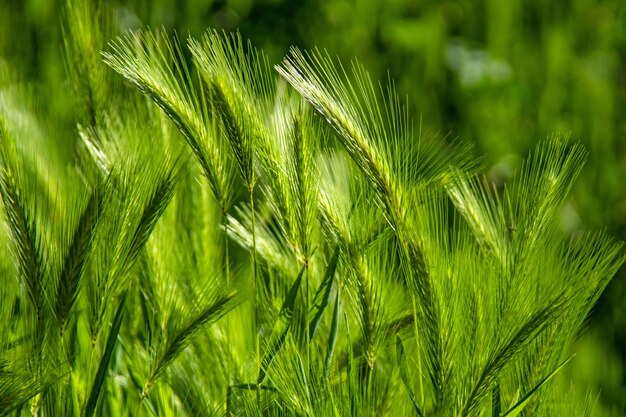 Photo close-up of fresh green plant