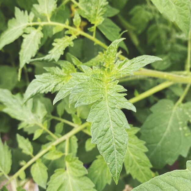 Photo close-up of fresh green plant