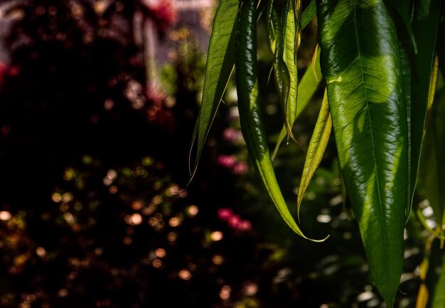 Photo close-up of fresh green plant