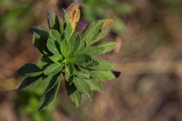 Photo close-up of fresh green plant