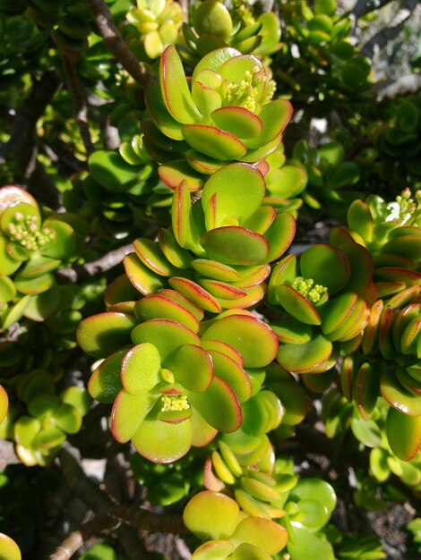 Close-up of fresh green plant