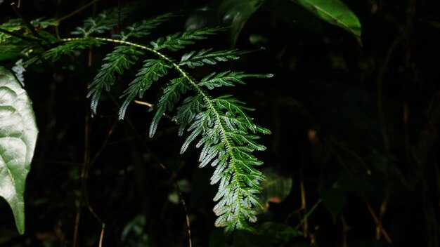 Foto prossimo piano di una pianta verde fresca