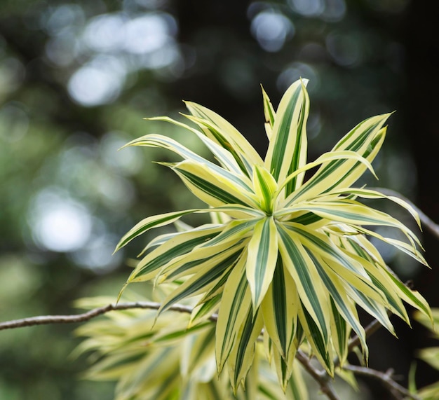 Photo close-up of fresh green plant