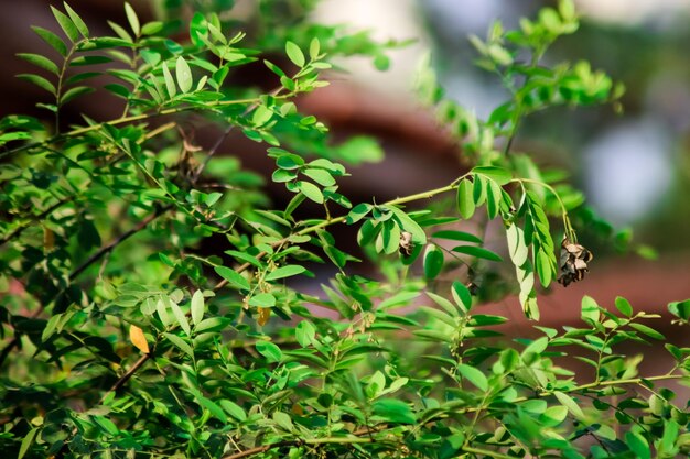 Photo close-up of fresh green plant