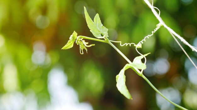 Photo close-up of fresh green plant