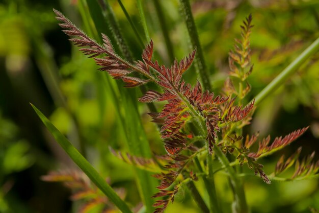 Photo close-up of fresh green plant