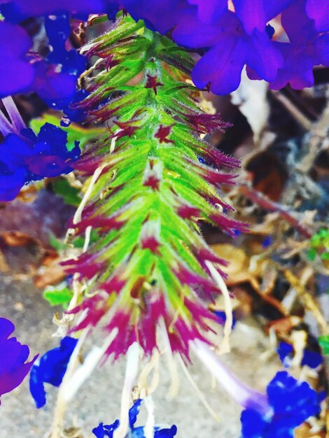 Close-up of fresh green plant