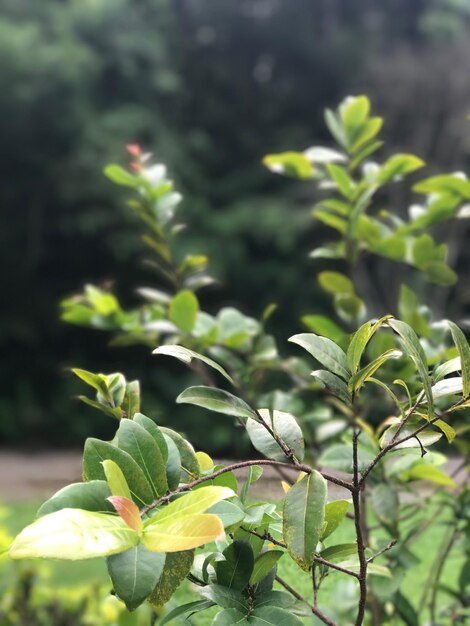 Close-up of fresh green plant