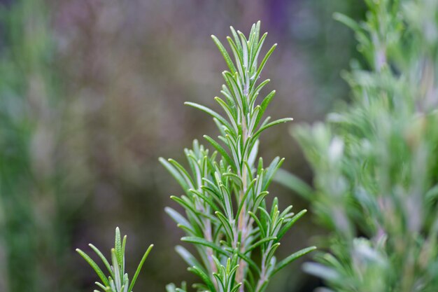 Photo close-up of fresh green plant