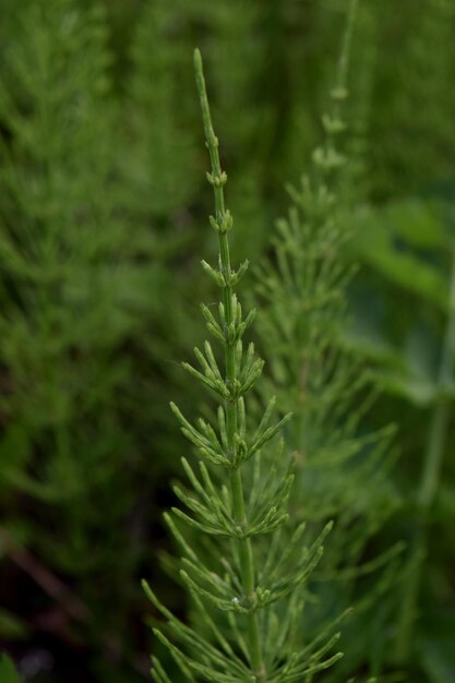 Foto prossimo piano di una pianta verde fresca