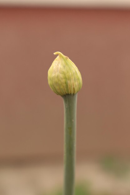 Photo close-up of fresh green plant