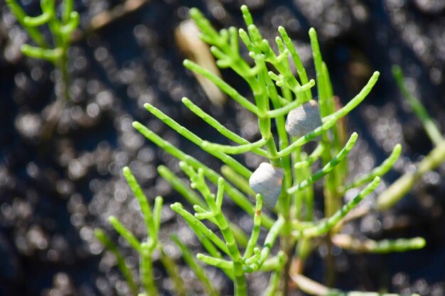 Photo close-up of fresh green plant