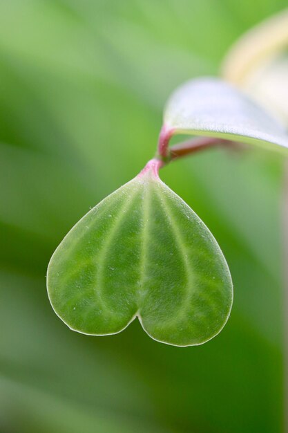 Foto prossimo piano di una pianta verde fresca