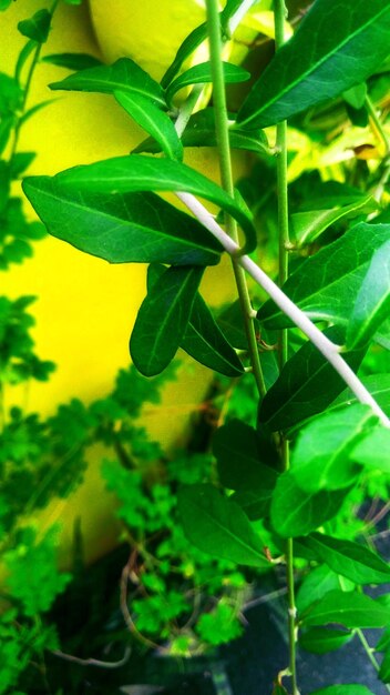 Close-up of fresh green plant