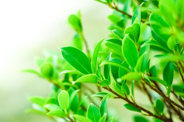 Close-up of fresh green plant