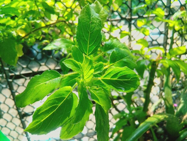 Close-up of fresh green plant