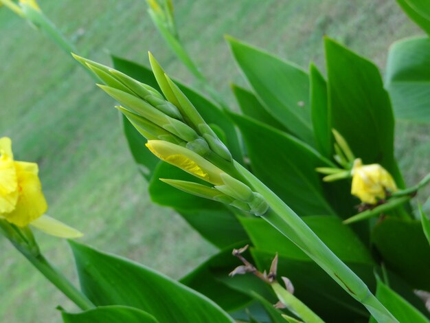 Close-up of fresh green plant