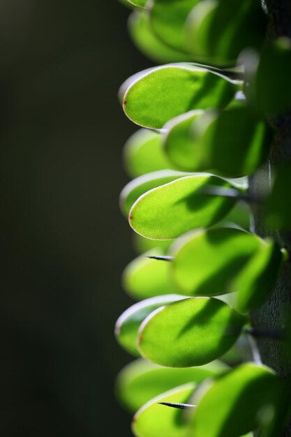 Close-up of fresh green plant