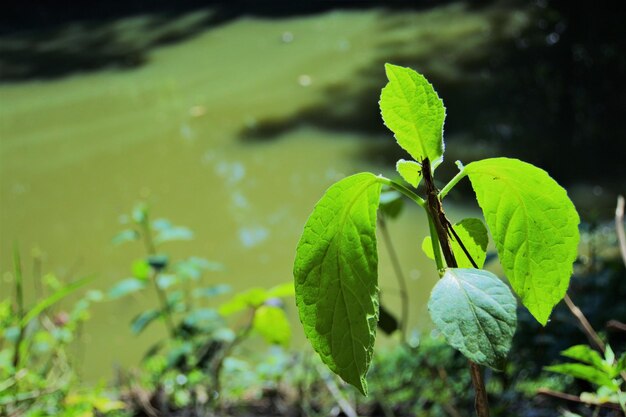 Foto close-up di una pianta verde fresca