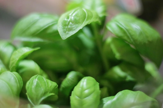 Foto prossimo piano di una pianta verde fresca